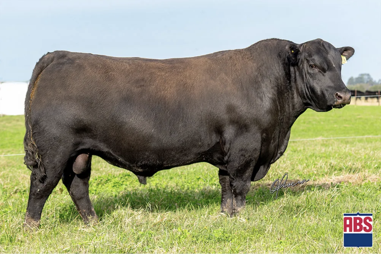 ABS adquire campeão Angus de genética nacional por R$ 93 mil