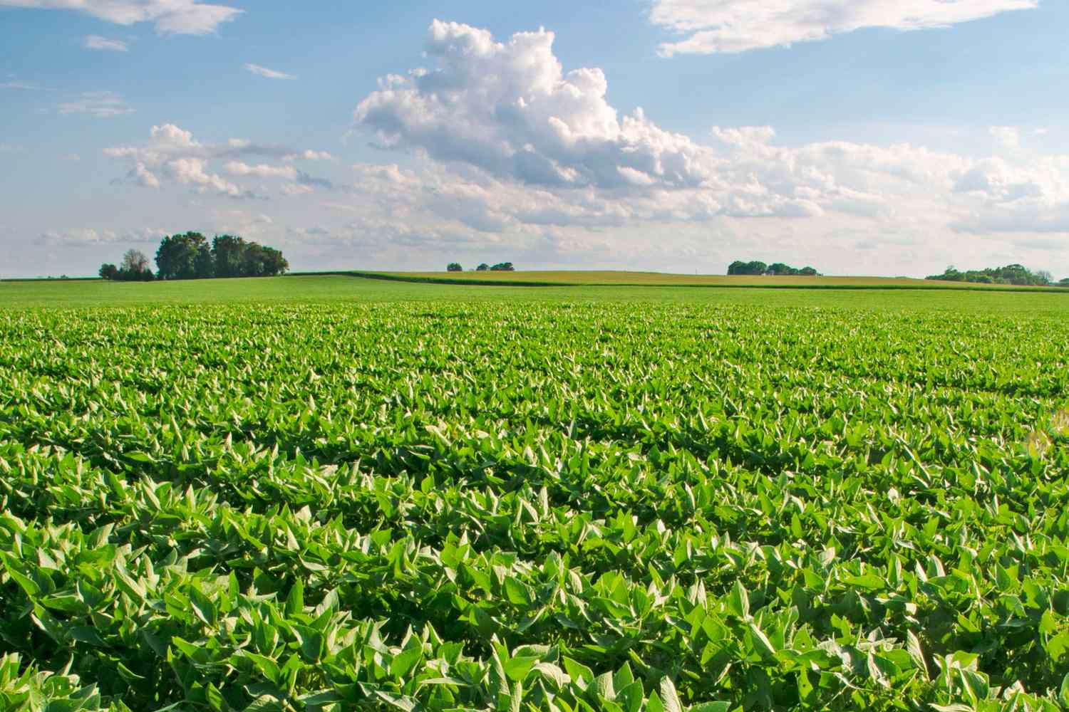 Soja avança para regiões antes frias demais e redesenha mapa agrícola dos EUA