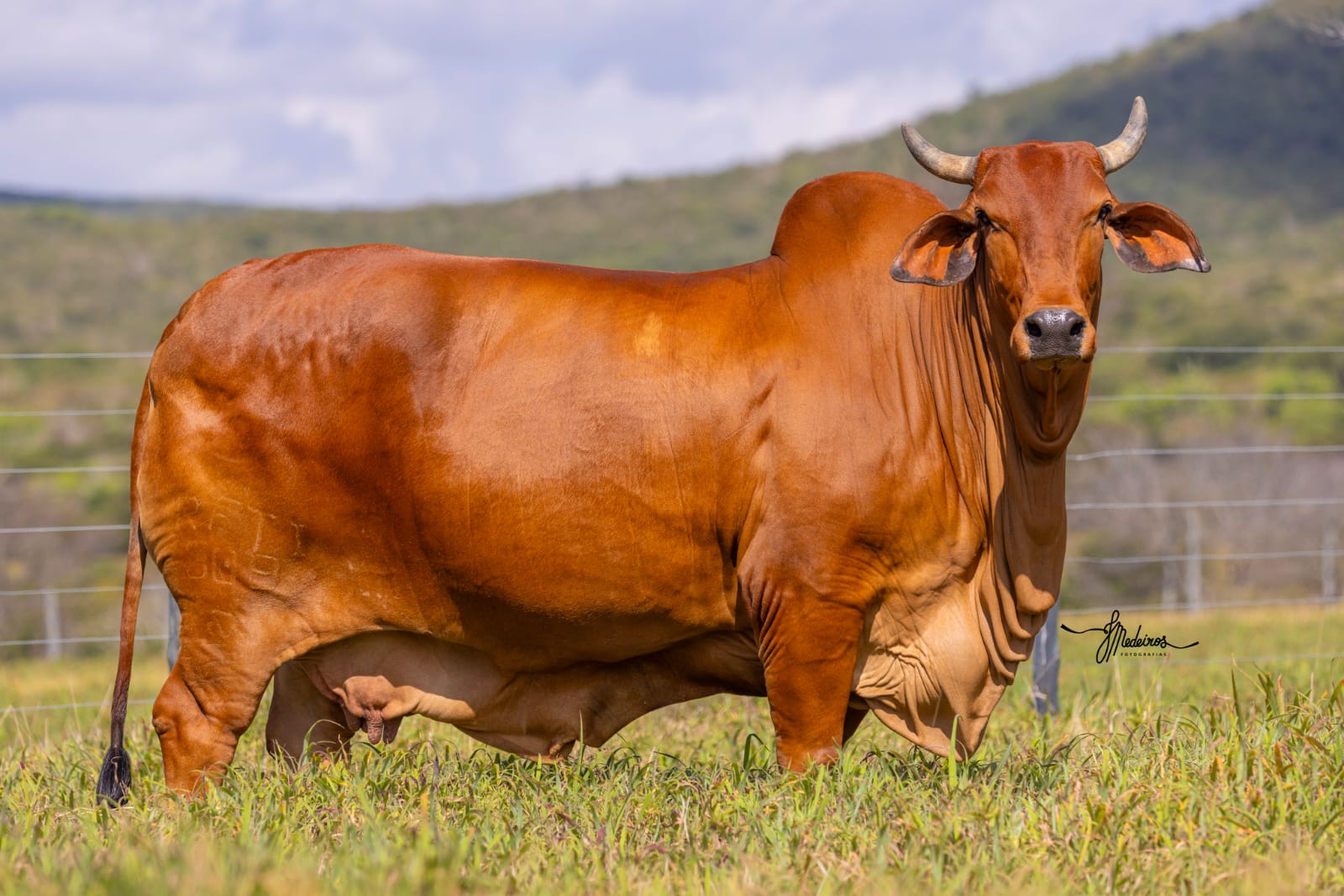 Agro FTI promove Dia de Campo com palestra sobre tendências do mercado pecuário