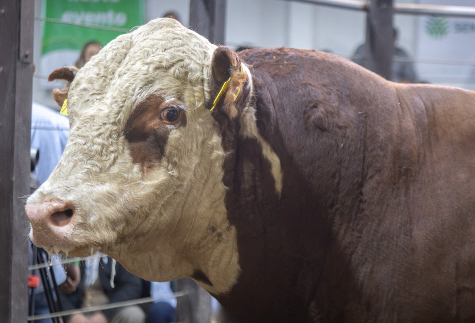 Touro Hereford