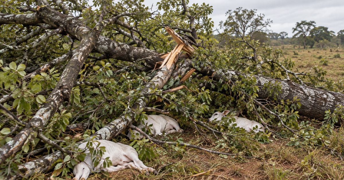 Tragedia no pasto- jatoba cai durante temporal e mata tres bezerros em fazenda video