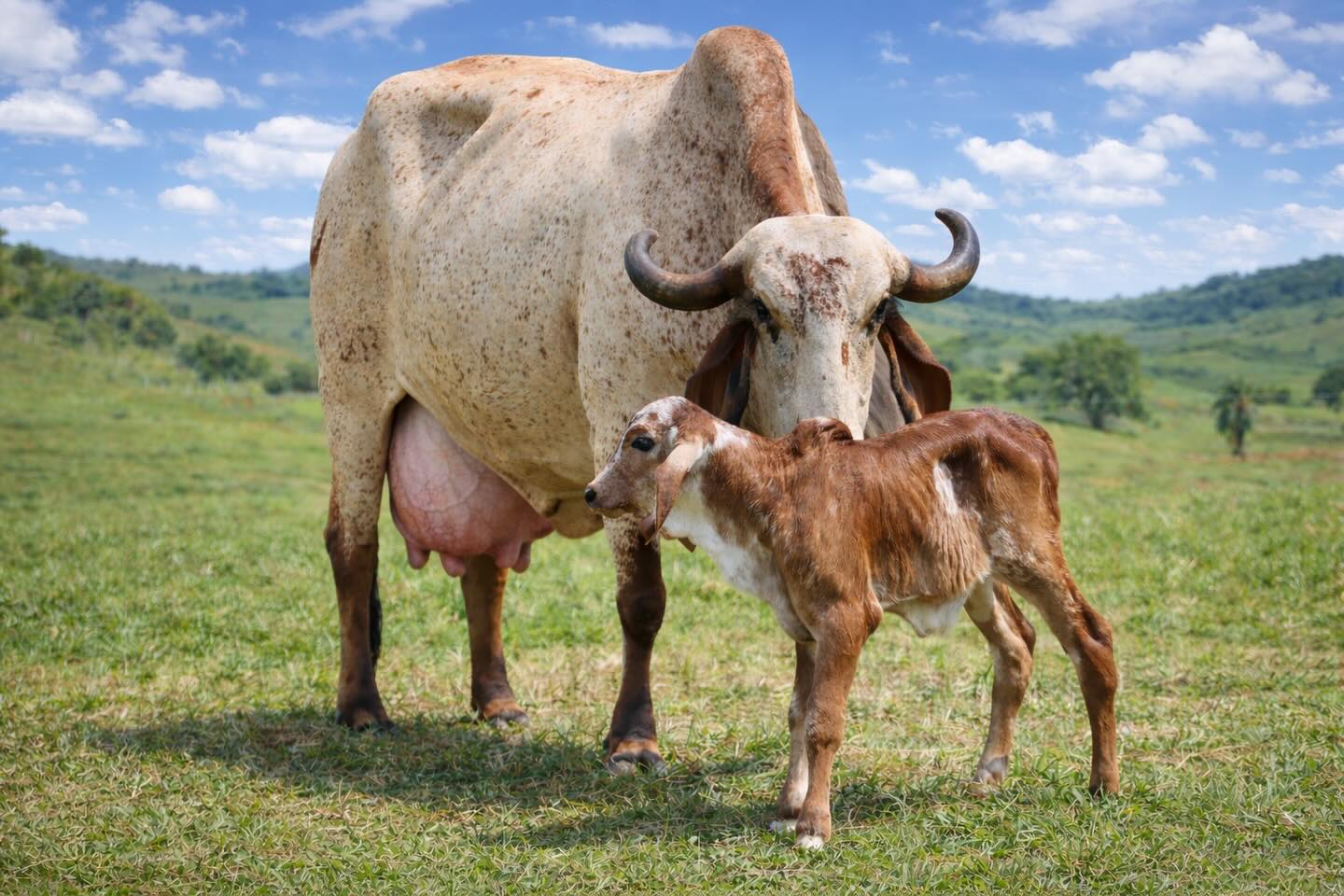 Vaca Gir Leiteiro com bezerro ao pe