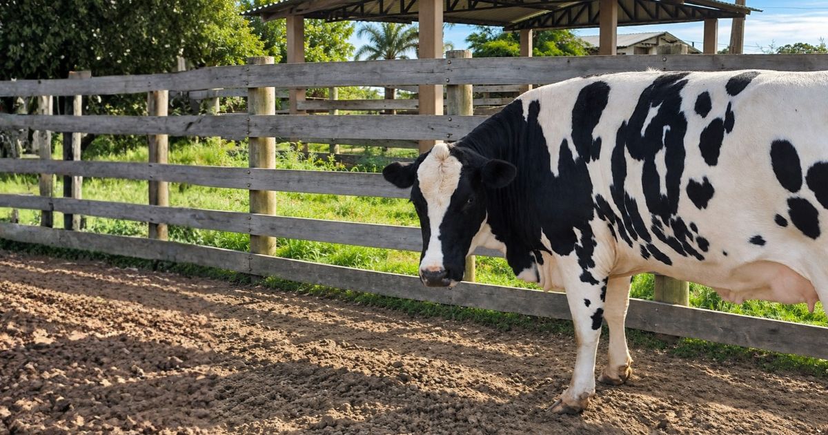 Vaca holandesa de 840 kg surpreende no abate e abre debate sobre Beef on Dairy