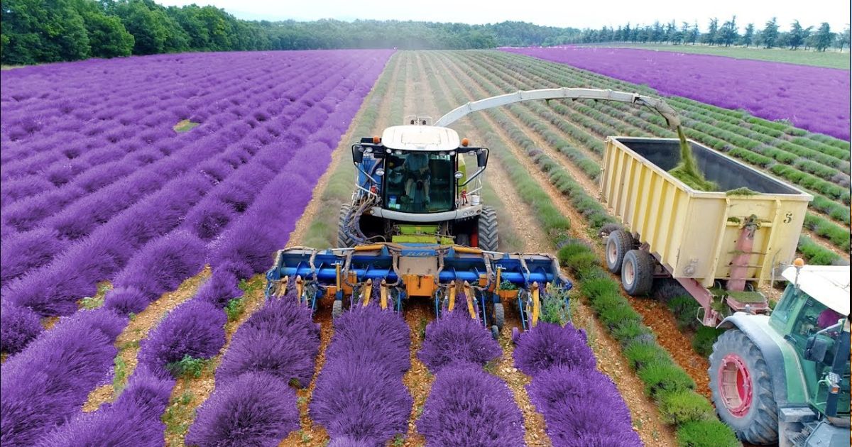 Vídeo mostra uma das colheitas mais lindas do mundo