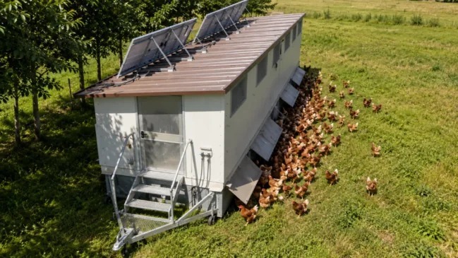 Agricultor cria 2.800 galinhas entre árvores e usa alpacas contra predadores