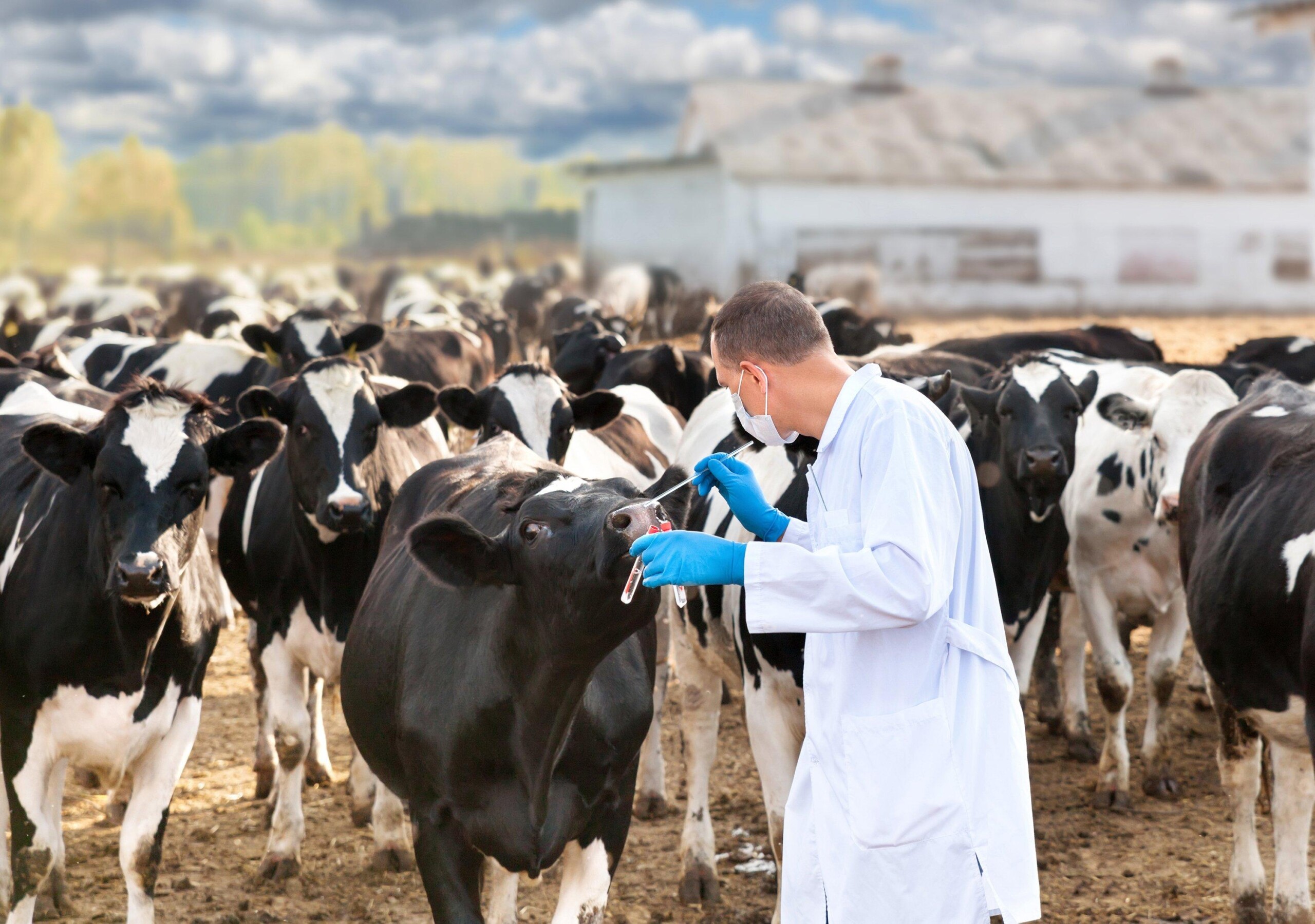 Teste CRISPR leva diagnóstico da febre aftosa ao campo e pode acelerar resposta a suspeitas