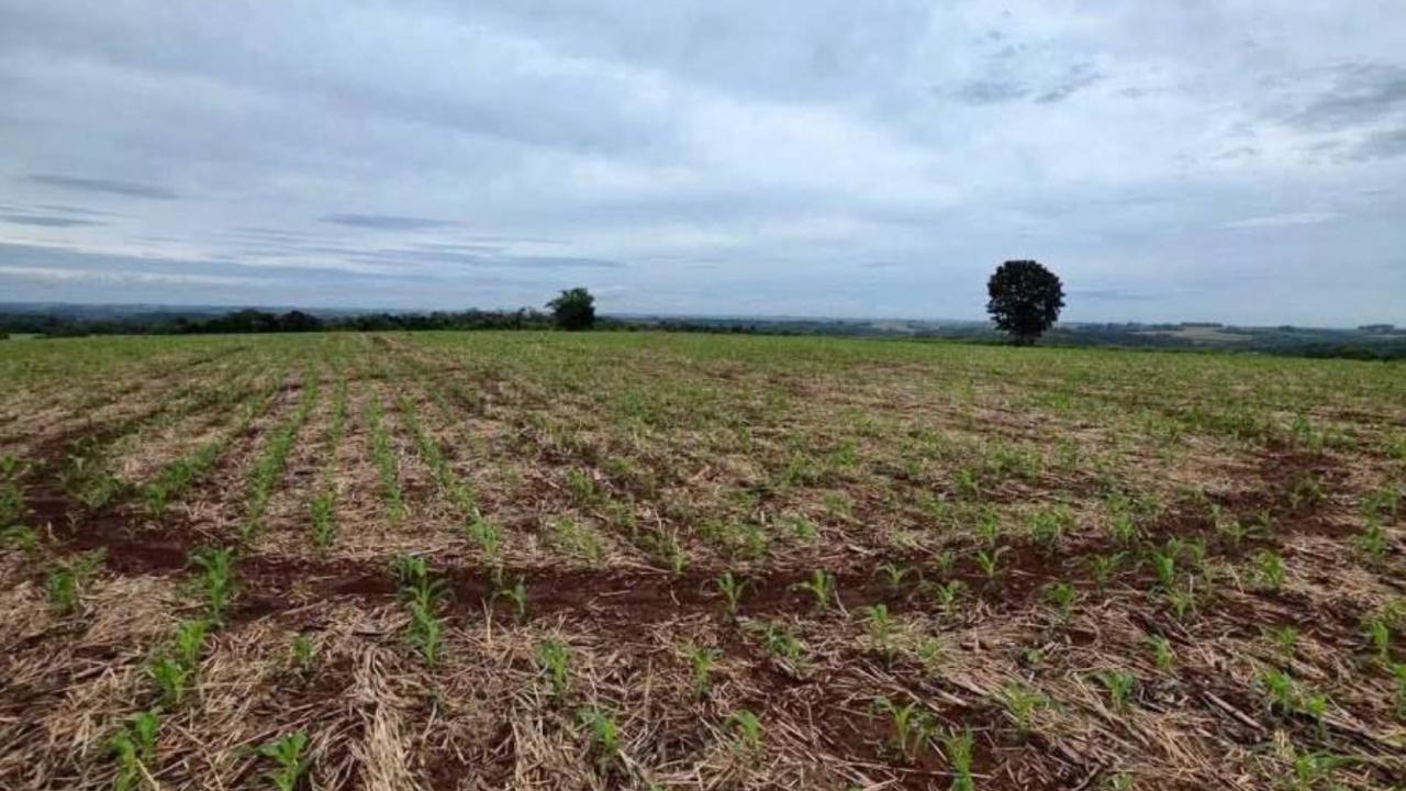 Círculo quase perfeito aparece em lavoura de milho no RS e intriga produtor