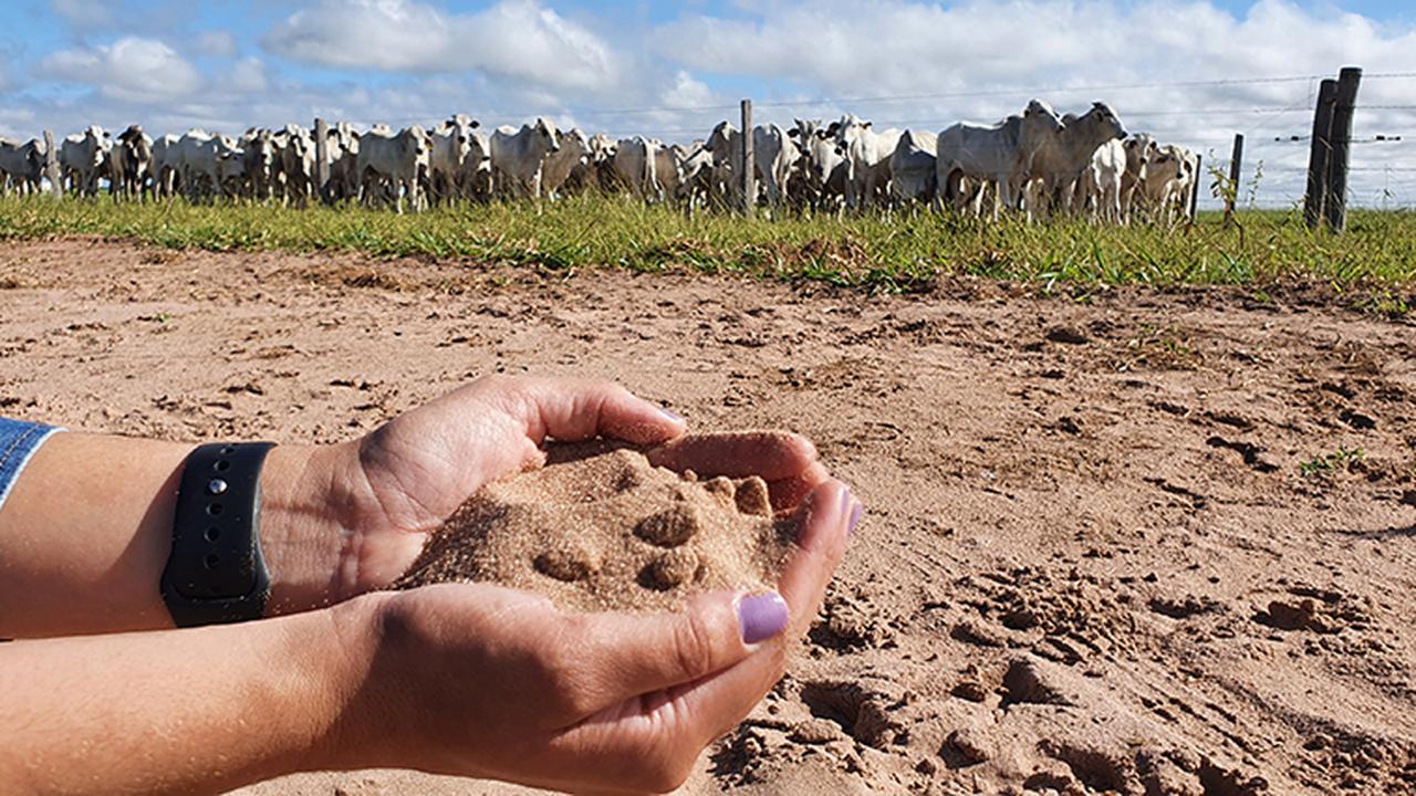 Fazenda no Cerrado transforma solo arenoso em laboratório para produzir gado e vinhos finos