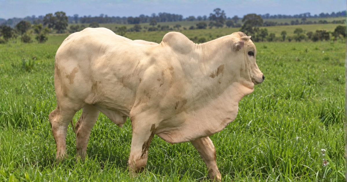 “Doping perfeito” no Nelore? Veterinário denuncia uso oculto de hormônio