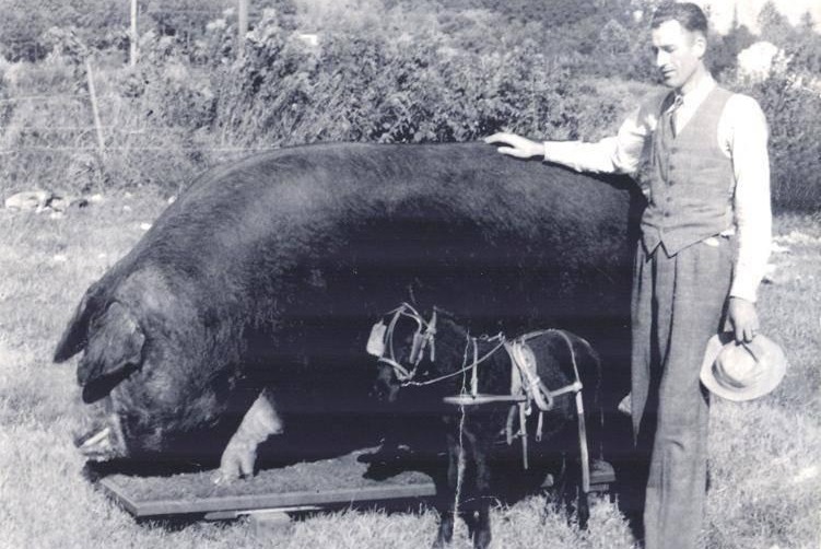 Big Bill entrou para a história ao pesar 1.157 kg e se tornar o maior porco já registrado