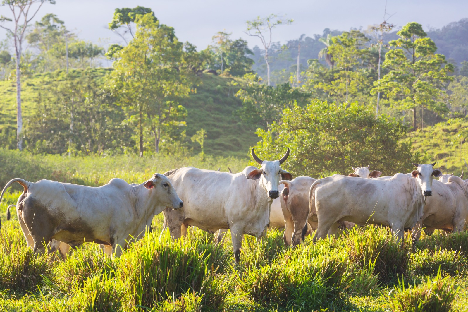 bioinsumos na pecuaria