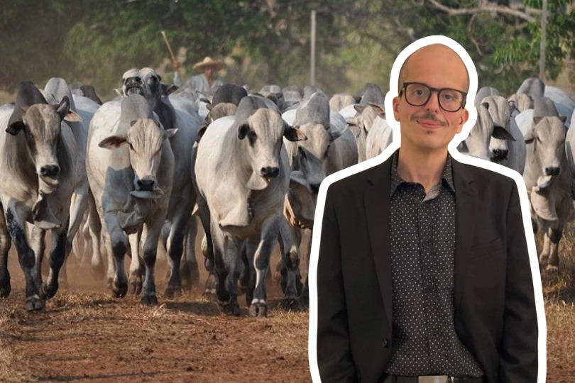 Boi gordo pode disparar a R$ 420/@ se governo não definir gestão da cota chinesa, diz analista