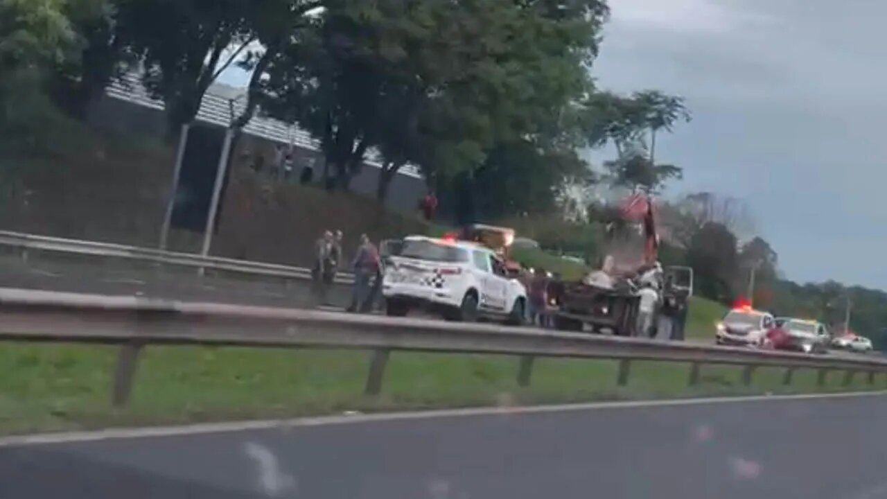 Bois escapam de frigorífico e interditam rodovias em Araçatuba