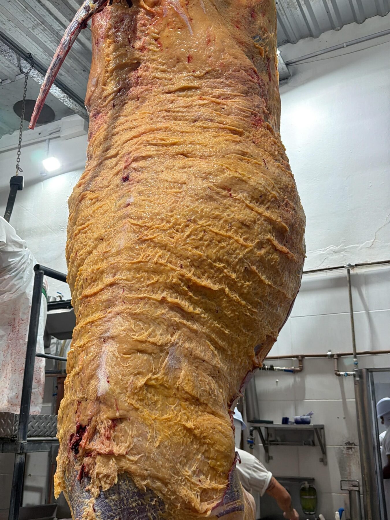 carcaca vaca holandesa