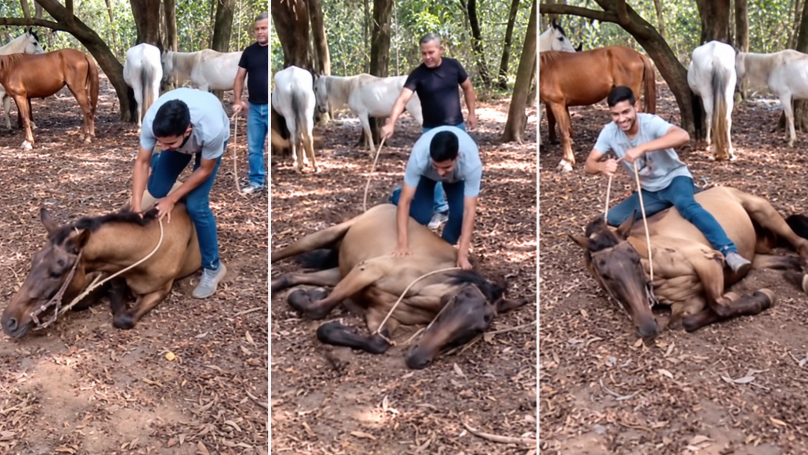 cavalo deita quando alguem monta