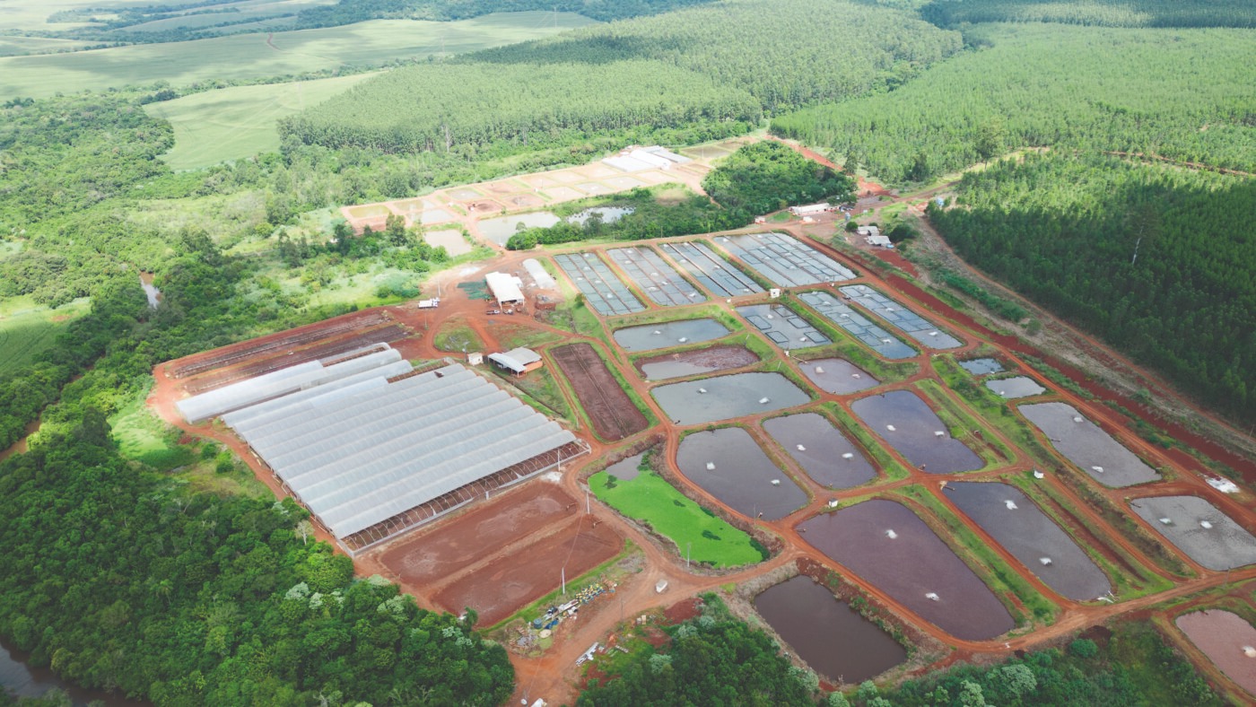 Gigante da tilápia no Brasil impressiona pelo tamanho e pelo que faz além dos tanques