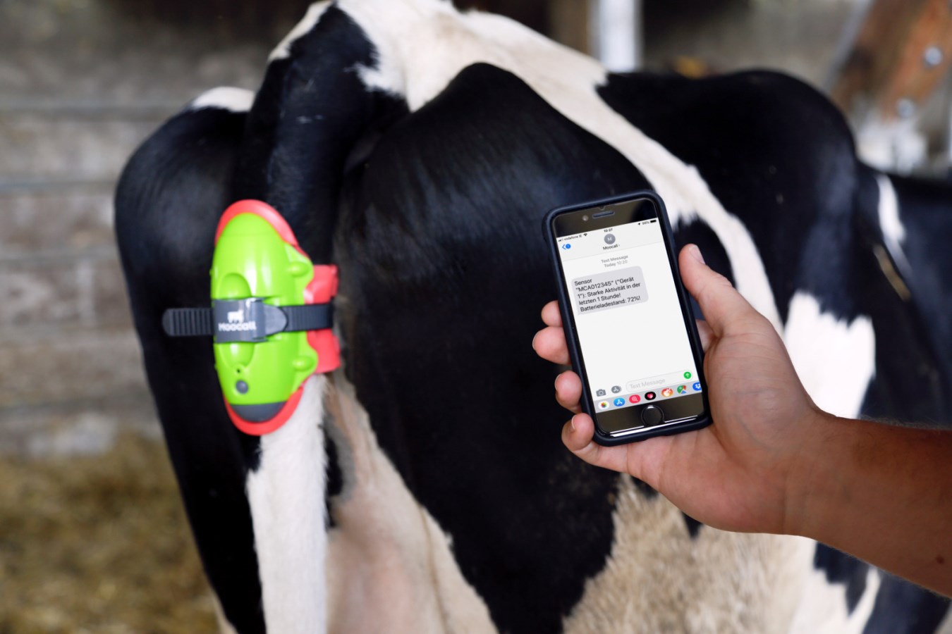 Sensor acompanha vacas 24 horas e pode ajudar a reduzir perdas de bezerros