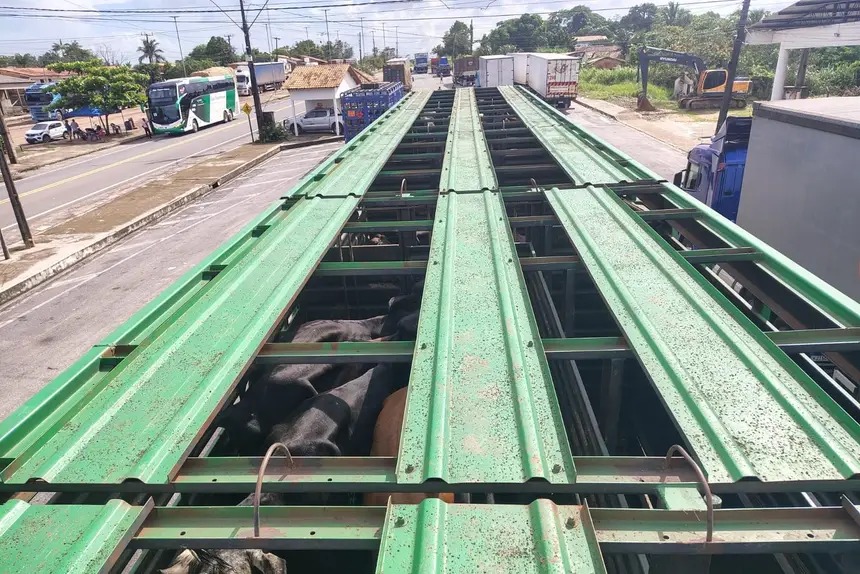 Fiscalização retém 80 bezerras e 32 toneladas de farinha de trigo no Pará; cargas somam R$ 333 mil