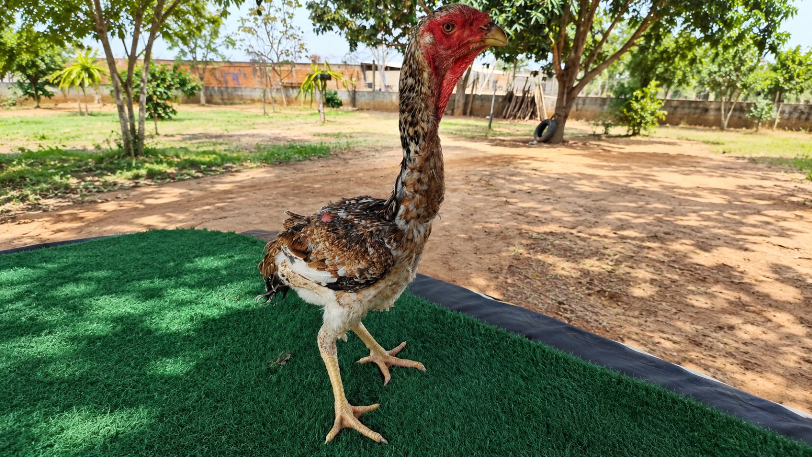 franga indio gigante