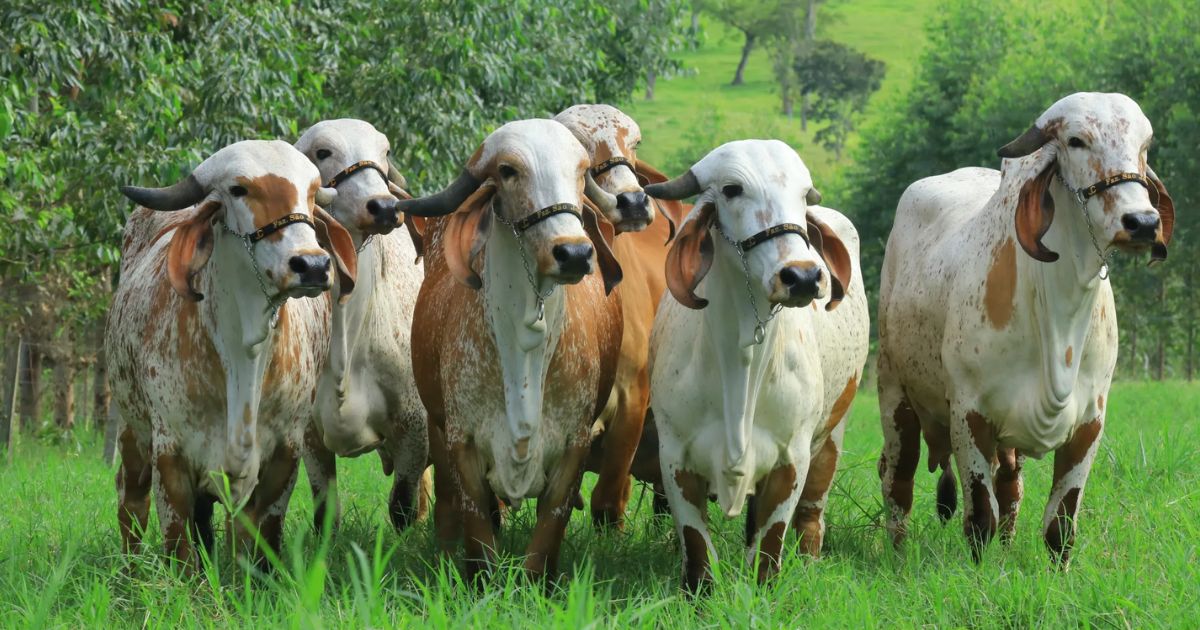ABCGIL e EMBRAPA lançam novo Sumário Genômico de Machos e Fêmeas do Gir Leiteiro