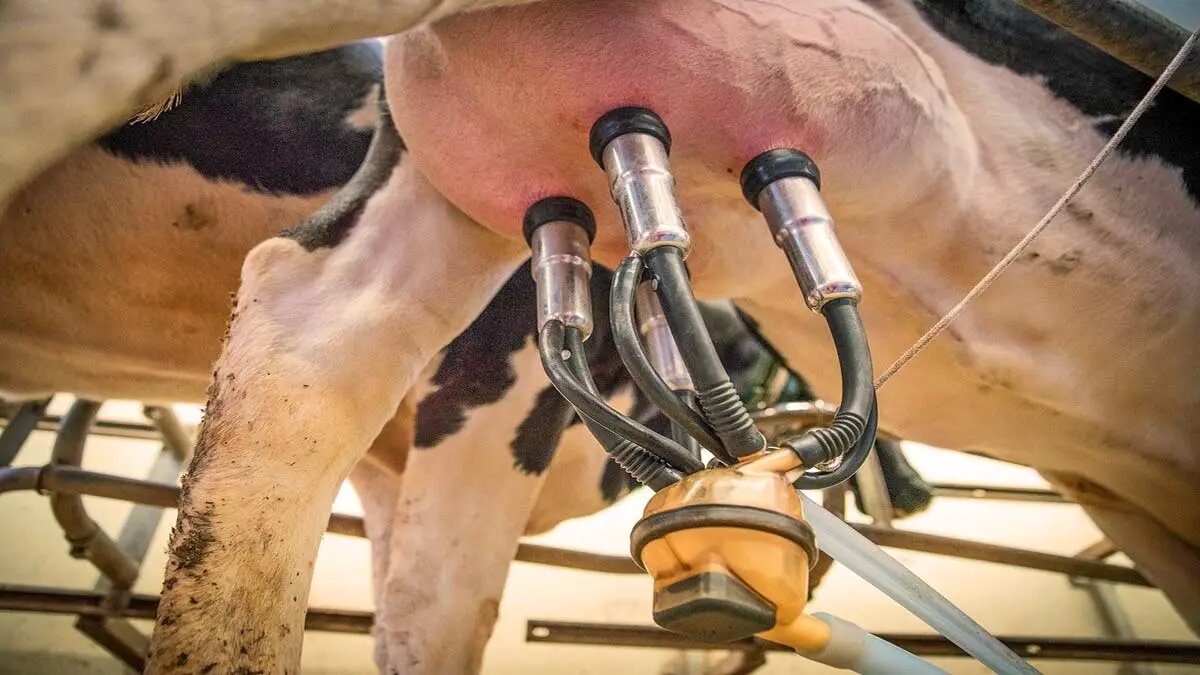 Ordenha robotizada pode elevar retorno financeiro das fazendas em 13%, aponta estudo