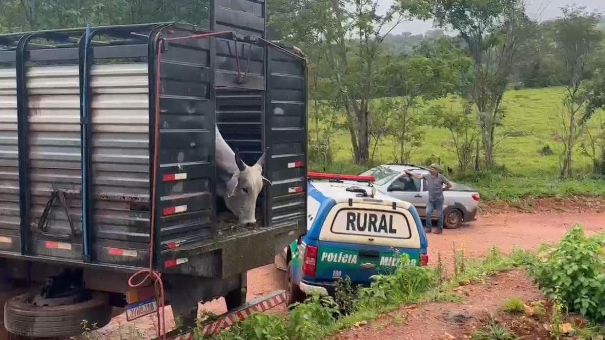 Funcionário dizia que gado estava “fugindo”, mas polícia apura sumiço de 80 bois e 20 cavalos da fazenda