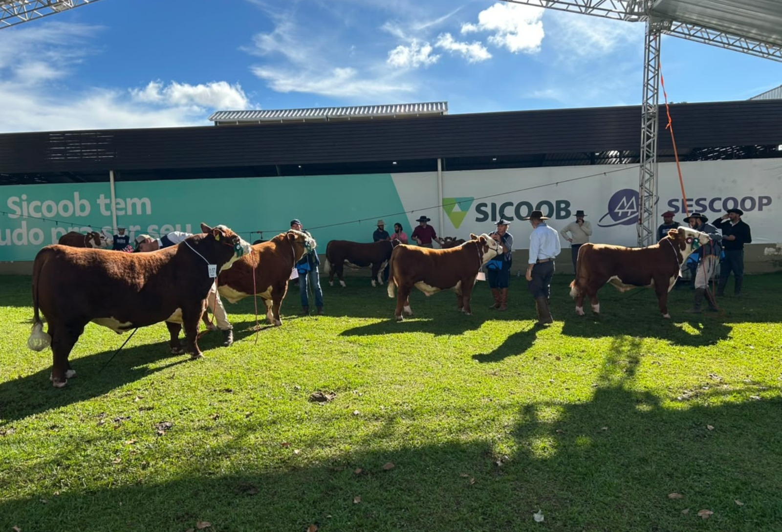 Fazenda Mãe Rainha conquista quatro grandes campeonatos na Expolages