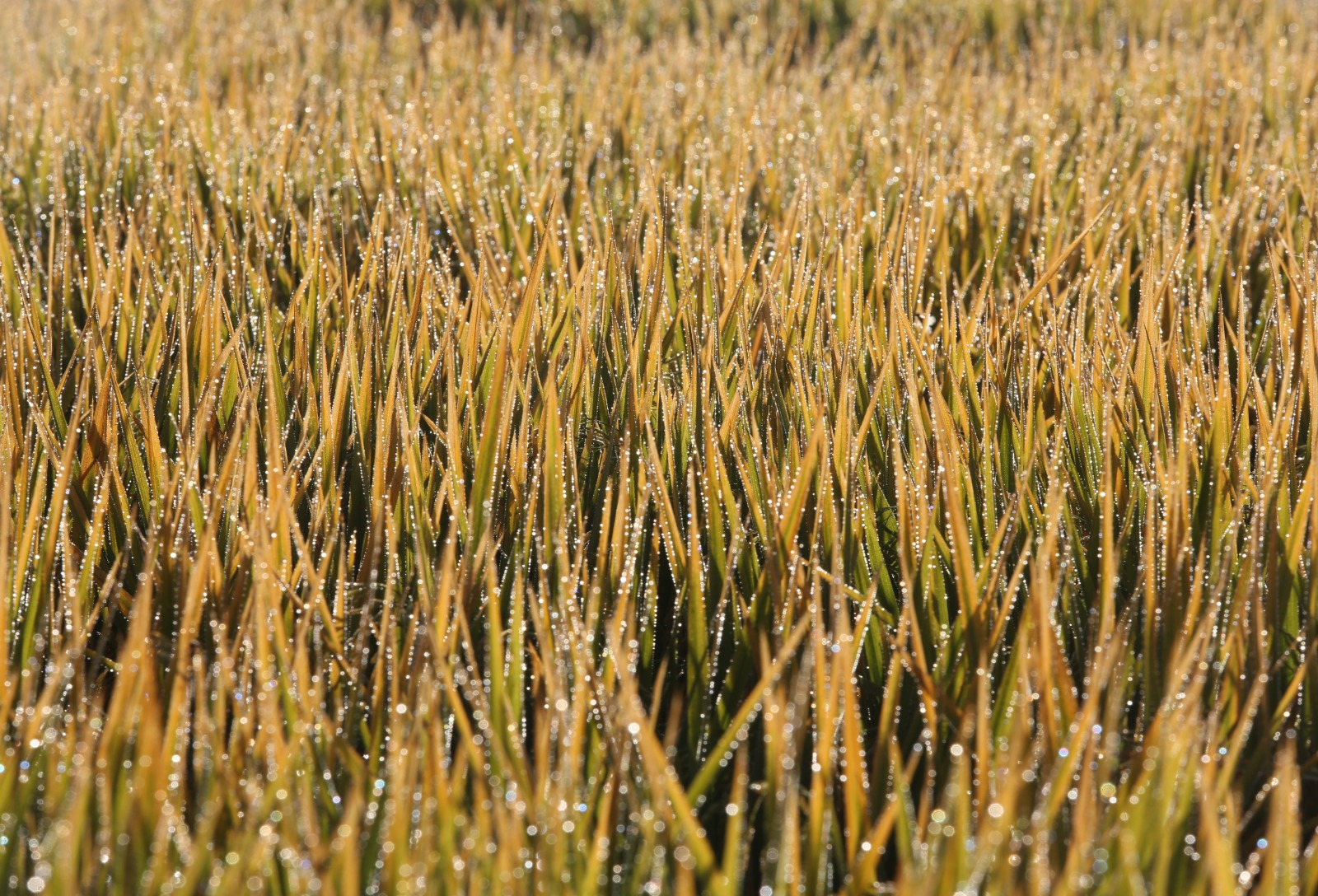 Arroz para exportação alcança R$ 90 por saca após retomada das compras