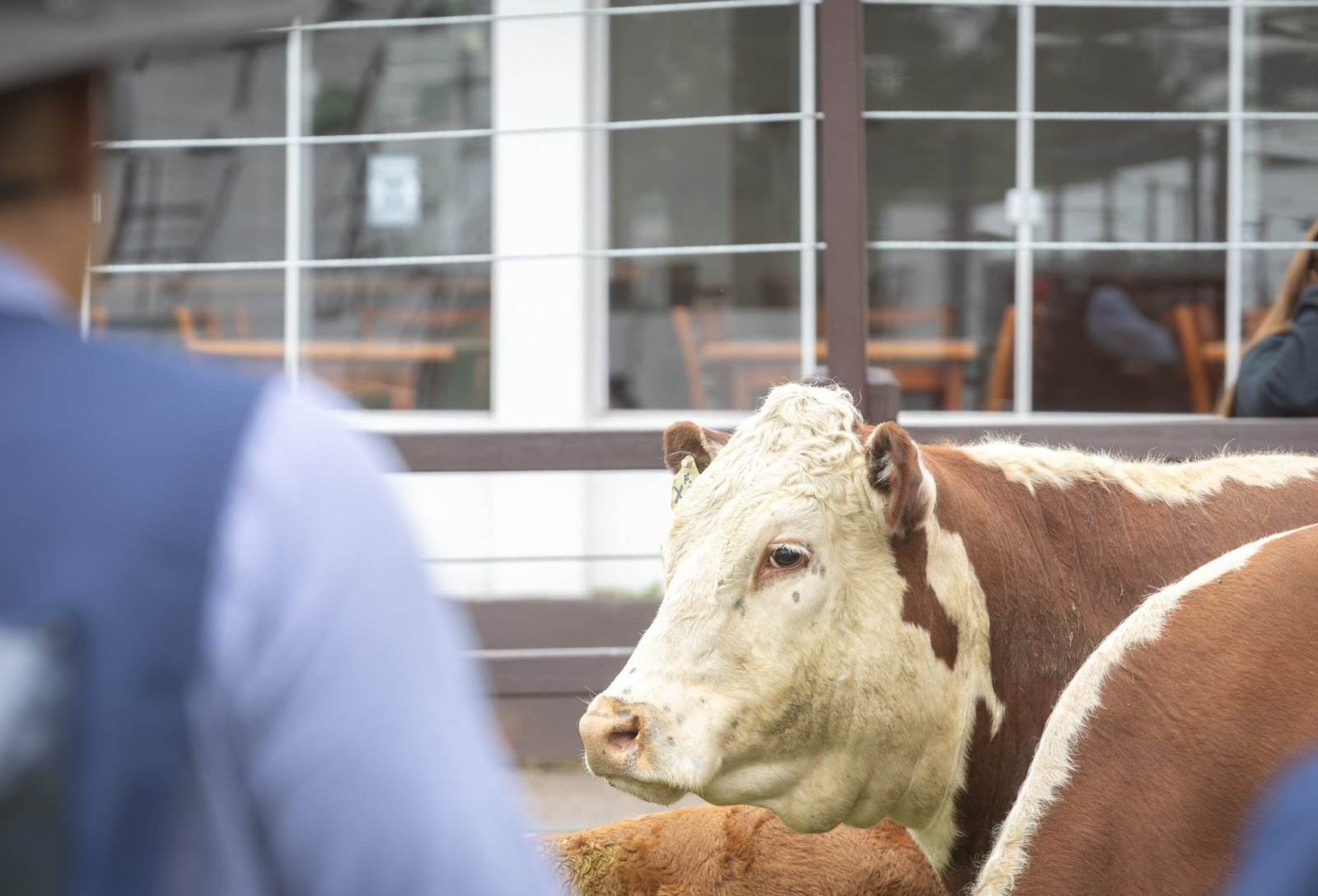 Farm Show define campeões Hereford e Braford em julgamentos de rústicos