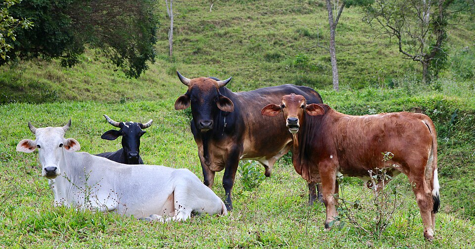 Gado furtado de fazenda era anunciado em grupo de WhatsApp; polícia rastreia compradores