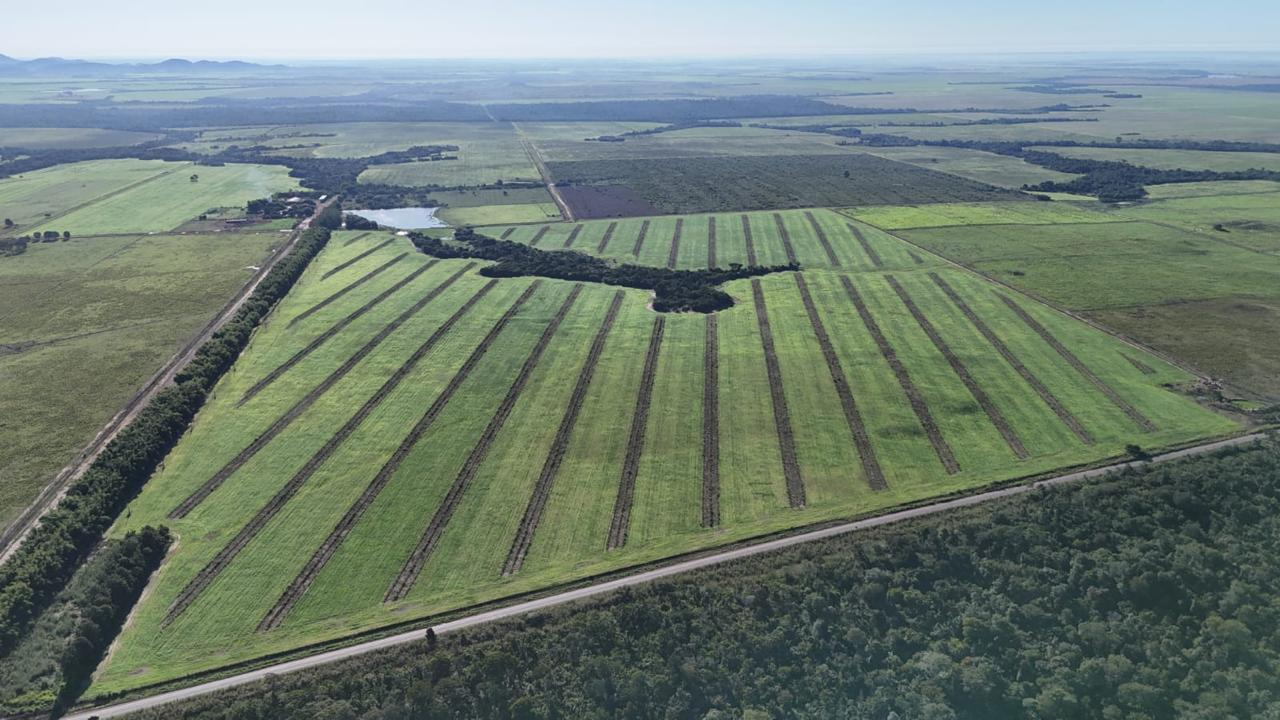 Google e McKinsey apostam em pastagens brasileiras para remover 320 mil toneladas de carbono
