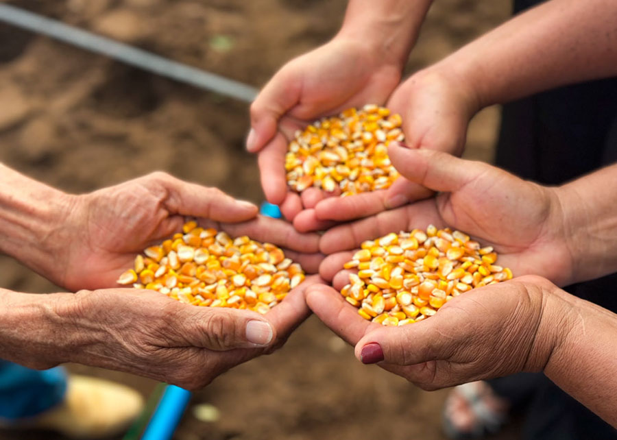 Projeto une ciência e conhecimento tradicional para conservar sementes no Semiárido