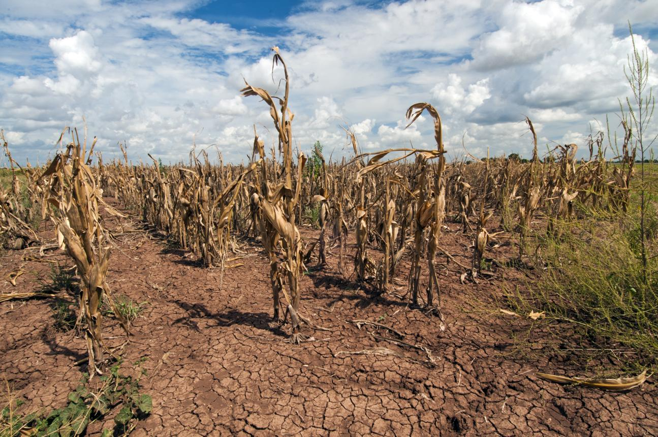 Eventos gigantes de calor ficaram 20 vezes mais frequentes em seis décadas; agro sente efeitos