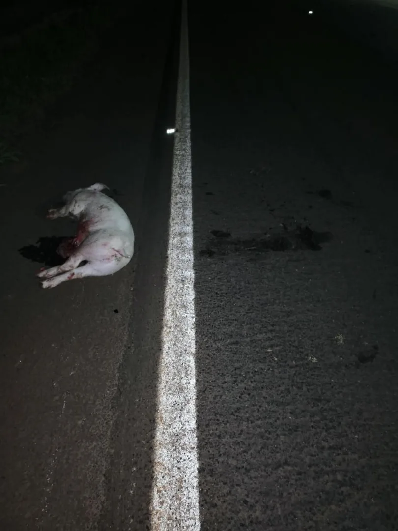 VÍDEO: criminosos invadem granja, levam 25 porcos e animais caem na fuga