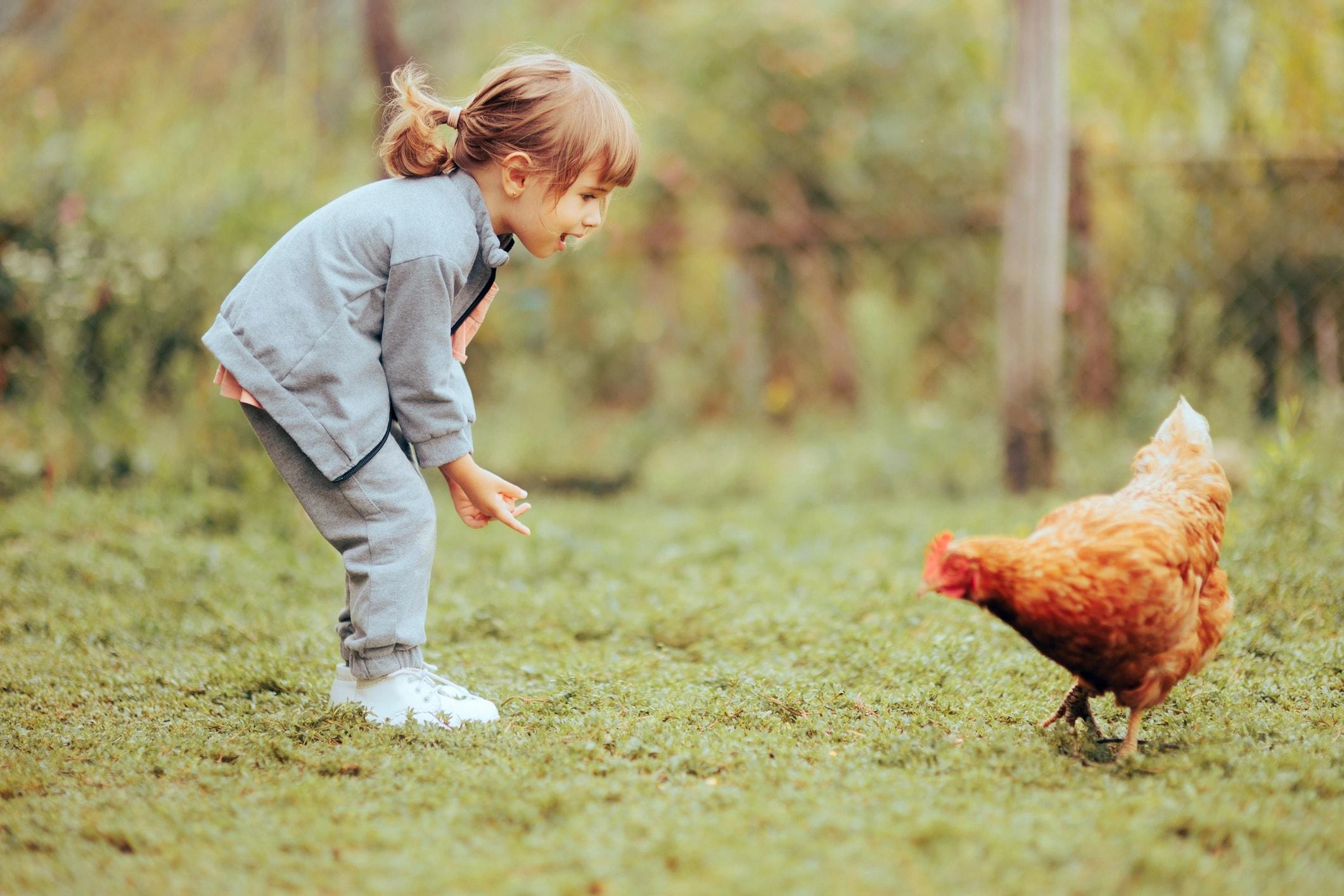 Dar nome à galinha faz criança querer comer menos frango? Estudo revela efeito curioso