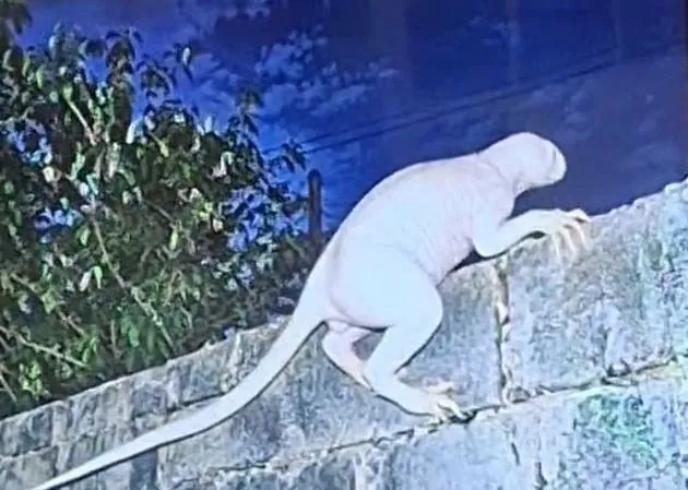 Suposto “chupacabra” é flagrado no México após ataques a galinhas e mobiliza buscas
