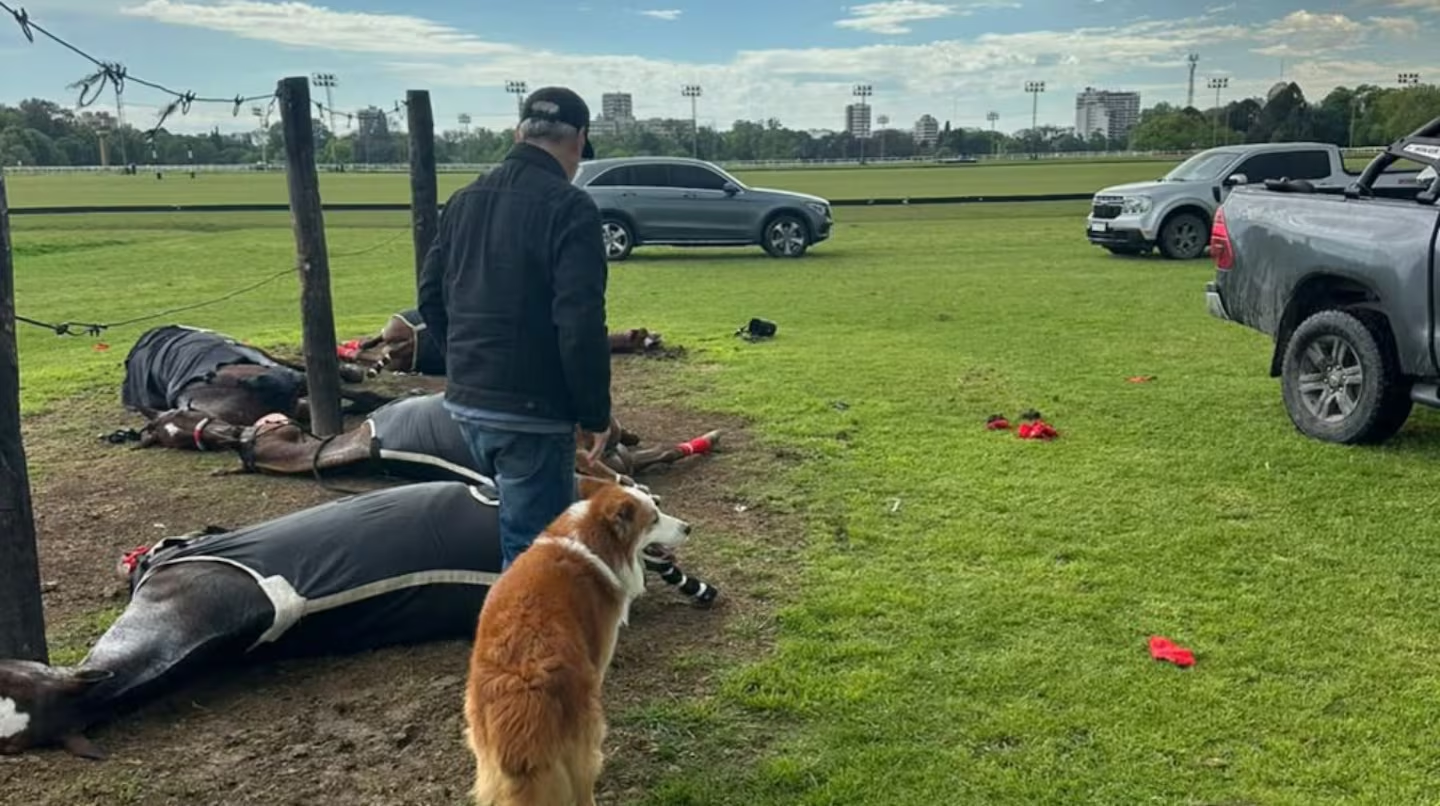 Raio mata quatro éguas de polo e arremessa cuidador em clube na Argentina