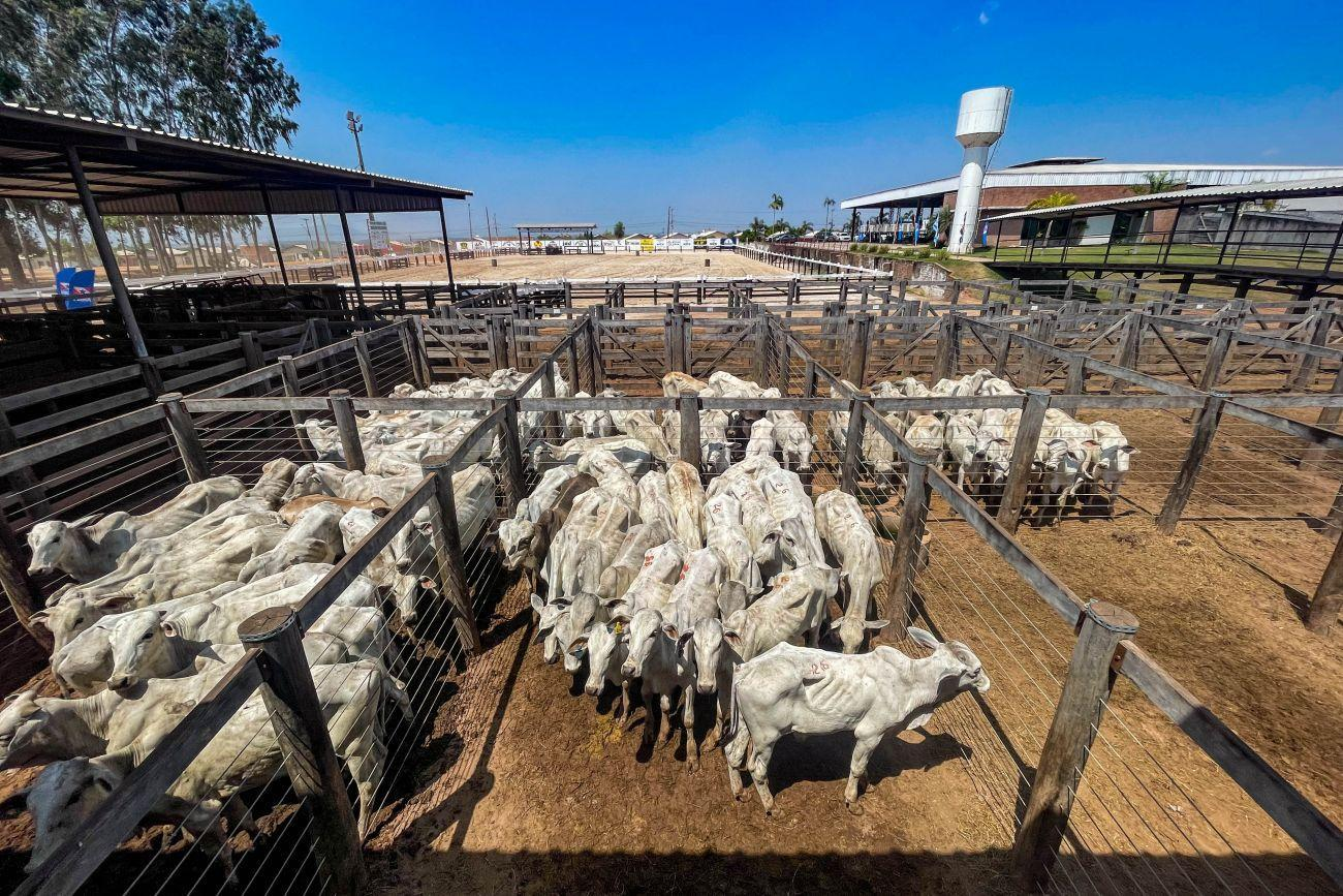 Contrato com mais de 10 mil bovinos vira caso de polícia após disputa por animais no Pará