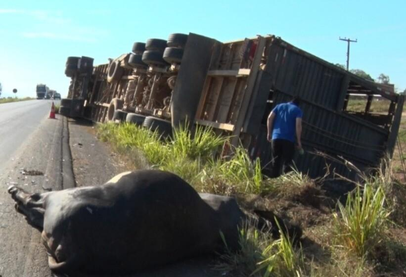 Carreta carregada de bois tomba sobre entregador de leite e deixa vítima fatal em Rondônia