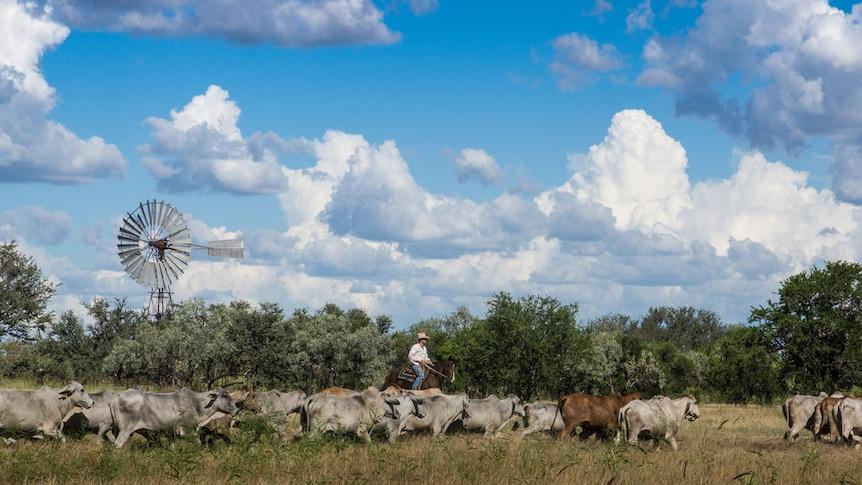 Fazenda recebe autorização para matar 20 mil aves nativas, mas dona do grupo manda cancelar operação