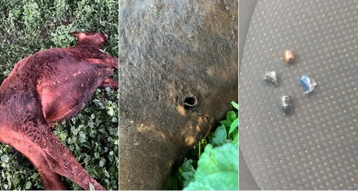 Bala perdida mata bovino dentro de propriedade e produtora denuncia disparos frequentes no Paraná