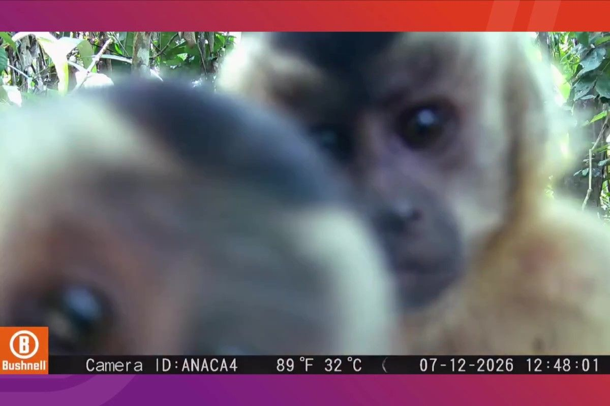 VÍDEO: macacos-prego descobrem câmera escondida em fazenda e começam a investigar equipamento