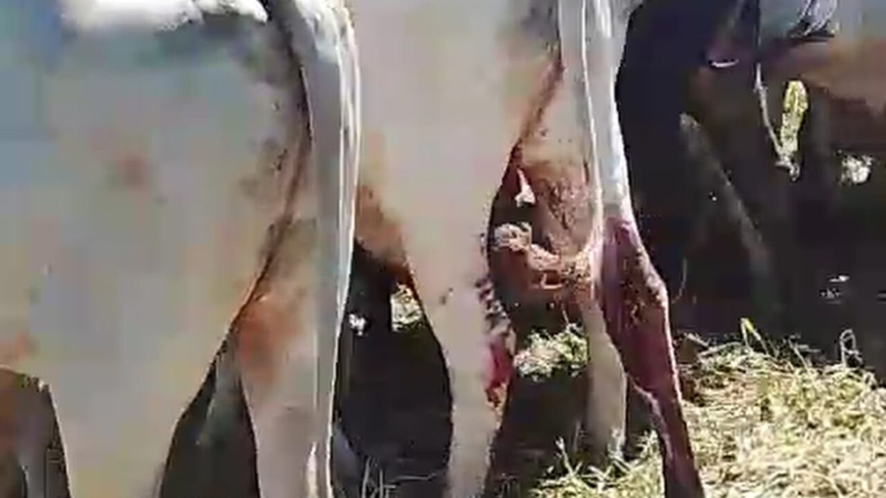 Fazendeiro é investigado após castrar gado do vizinho sem autorização em Goiás