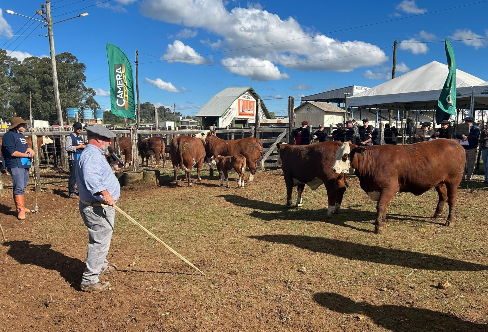 Expovac define grandes campeões Hereford e Braford em julgamentos de rústicos