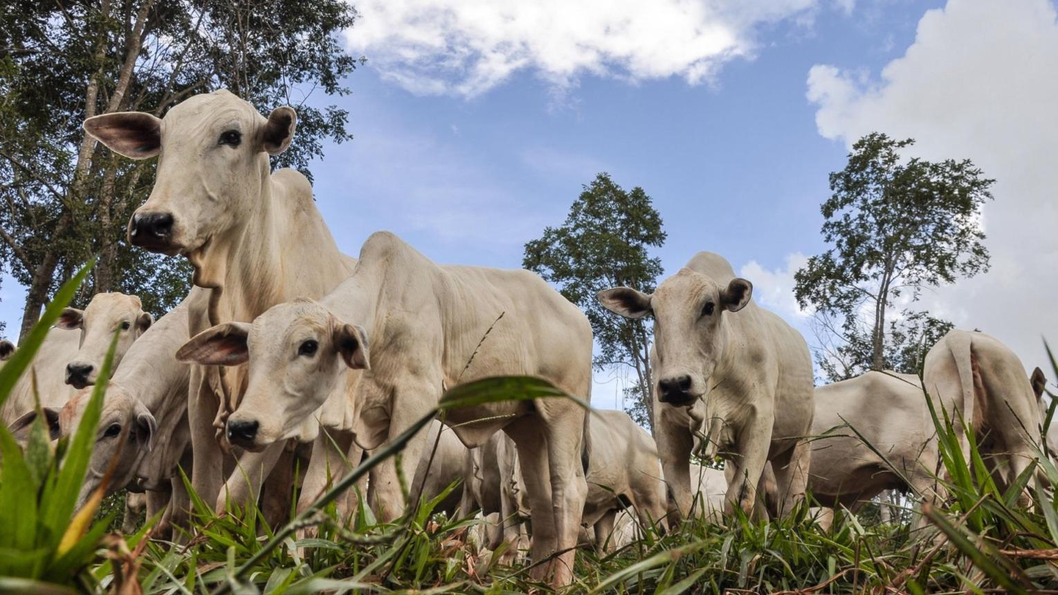 Genética provada vale até 132% mais: o que faz um zebu PO multiplicar o preço no leilão