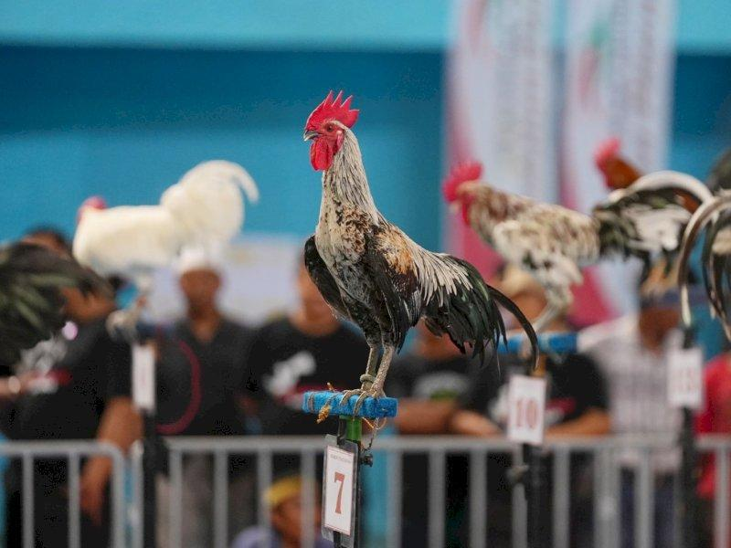 Galinha com canto de risada vira símbolo de status e disputa concursos na Indonésia