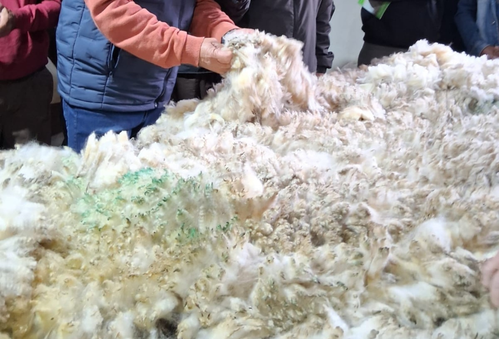 Chuva e frio atrasam esquila de ovinos e produção de lã pode chegar a oito milhões de quilos