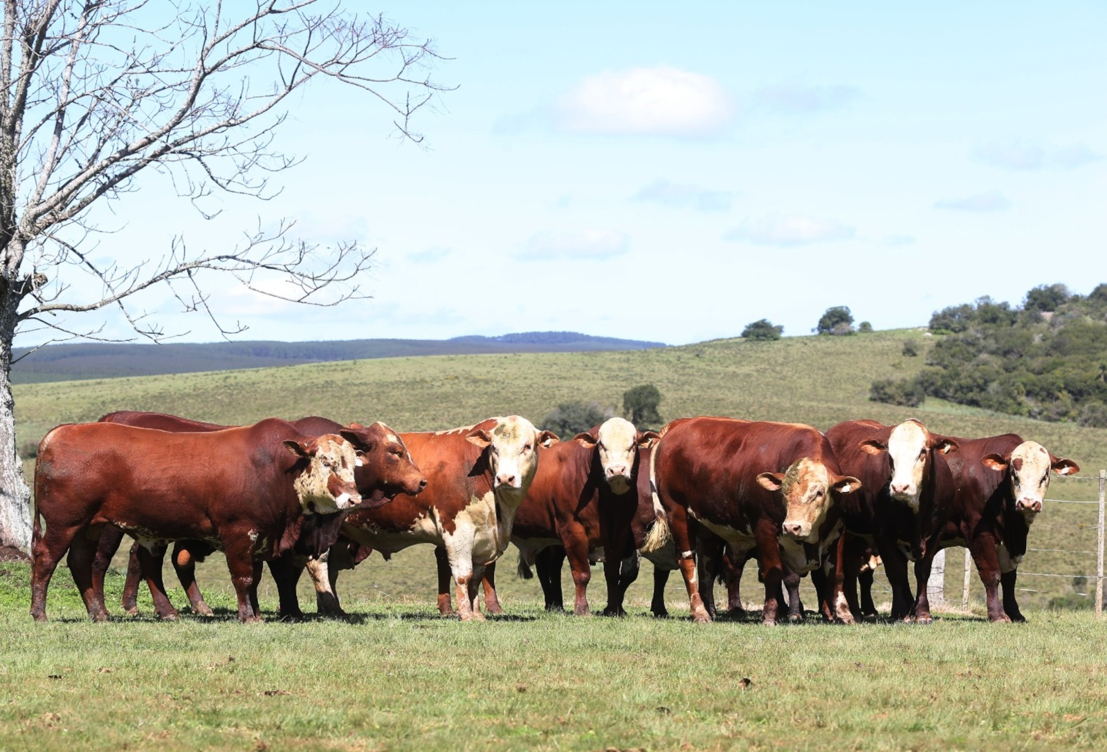 Primavera exige controle de parasitas adaptado à realidade de cada fazenda