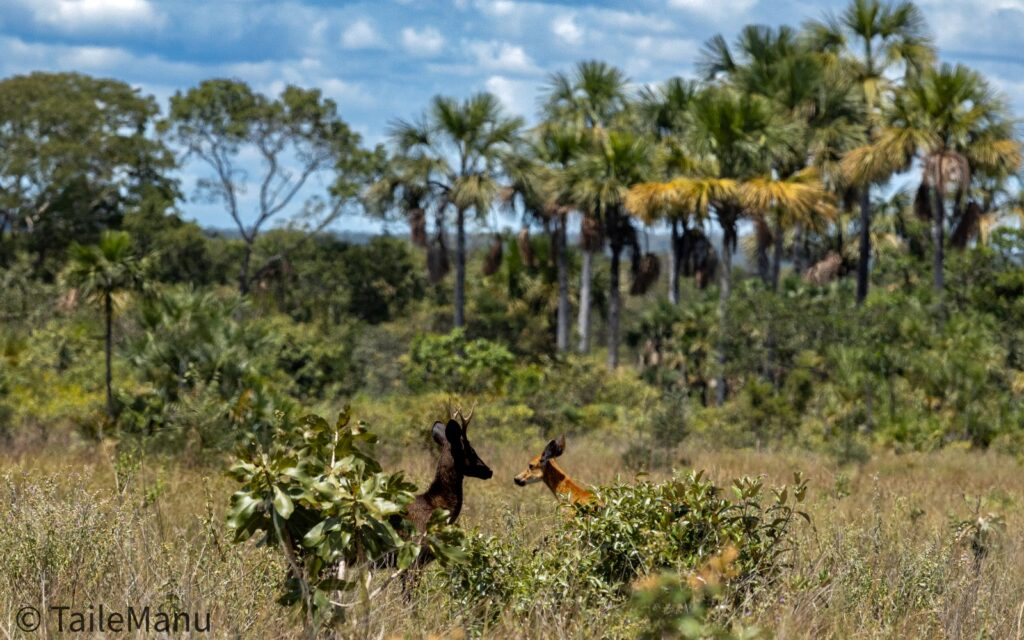 O “veado-preto” deixou de ser lenda: ciência confirma animal raro no Pantanal e no Cerrado