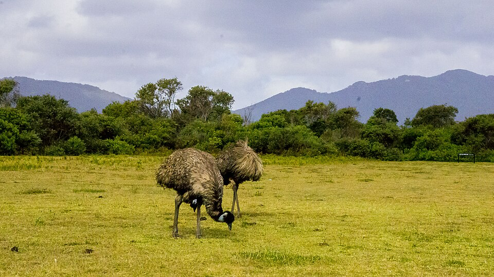 Chamado de “dinossauro” pelas crianças, emu de 1,70 metro vira xodó de propriedade rural no RJ